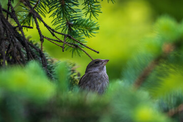 A greenfinch nestling sits among the dense needles in the park. Urban green and yellow warbler in a nature habitat. Blurred background.