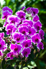 The purple dendrobium beauty blossom flower.