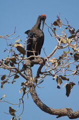 Red-naped ibis Pseudibis papillosa preening on a tree branch. Hiran river. Sasan. Gir Sanctuary. Gujarat. India.