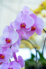 Orchid shrubs isolated. with other plants in the blurred background
