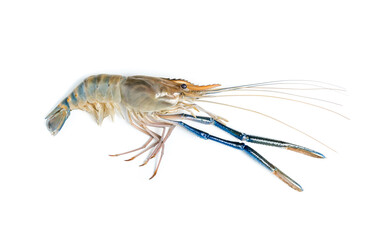 Close up Fresh shrimp and long arm isolated on white background. The giant river prawn on white background. Grilled giant river prawns are popular Thai cuisine.