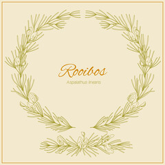 Frame with Rooibos branches, leaves and flowers. Graphic hand drawn engraving style. Aspalathus linearis wreath. Botanical illustration for packaging, menu cards, posters, prints.