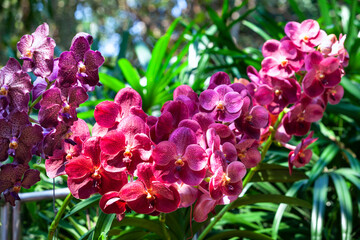 Colorful colors of Wanda orchid in the garden