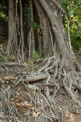 Trunk and aerial roots of a fig tree Ficus sp. Gujarat. India.