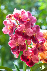 Colorful colors of Wanda orchid in the garden