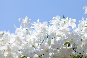 Obraz premium Purple orchids with blue sky background.