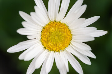 Fototapeta premium Close-up detail view of beautiful blossoming yellow and white chamomile flower with rain or dew drops at morning. White daisy macro. Natural herbal medicinal camomile plant abstract background