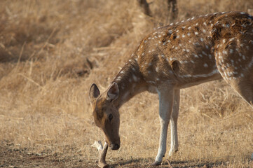 Female of chital Axis axis biting a fallen horn of his own species. Gir Sanctuary. Gujarat. India.