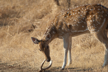 Female of chital Axis axis biting a fallen horn of his own species. Gir Sanctuary. Gujarat. India.