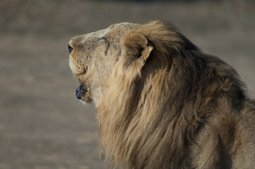 Male Asiatic lion Panthera leo persica roaring. Devalia. Gir Sanctuary. Gujarat. India.