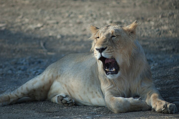 Asiatic lion Panthera leo persica in Devalia. Lioness yawning. Gir Sanctuary. Gujarat. India.