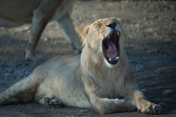 Asiatic lion Panthera leo persica in Devalia. Lioness yawning. Gir Sanctuary. Gujarat. India.