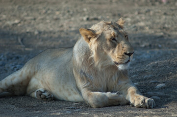 Asiatic lion Panthera leo persica. Lioness in Devalia. Gir Sanctuary. Gujarat. India.