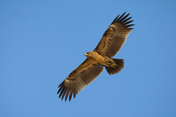 Bastaardarend, Greater Spotted eagle, Aquila clanga