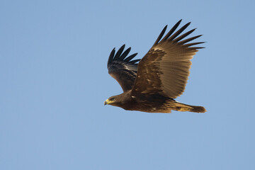 Bastaardarend, Greater Spotted eagle, Aquila clanga