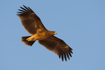 Bastaardarend, Greater Spotted eagle, Aquila clanga