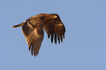 Bastaardarend, Greater Spotted eagle, Aquila clanga