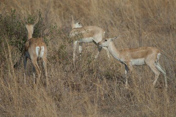 Female and young male of blackbuck Antilope cervicapra. Devalia. Gir Sanctuary. Gujarat. India.