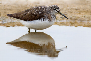 Witgat, Green Sandpiper, Tringa ochropus