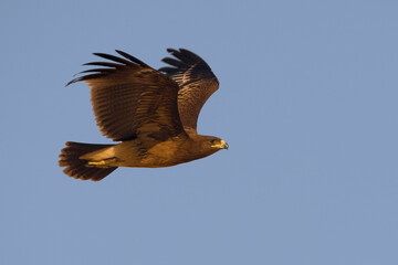 Bastaardarend, Greater Spotted eagle, Aquila clanga
