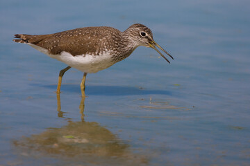 Witgat, Green Sandpiper, Tringa ochropus