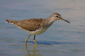 Witgat, Green Sandpiper, Tringa ochropus