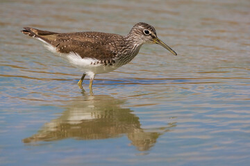 Witgat, Green Sandpiper, Tringa ochropus