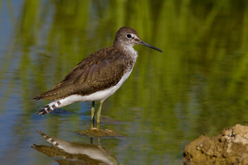 Witgat, Green Sandpiper, Tringa ochropus