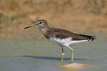 Witgat, Green Sandpiper, Tringa ochropus
