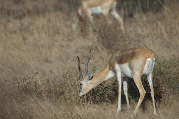 Male blackbuck Antilope cervicapra feeding in Devalia. Gir Sanctuary. Gujarat. India.