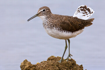 Witgat, Green Sandpiper, Tringa ochropus
