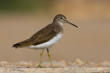 Witgat, Green Sandpiper, Tringa ochropus