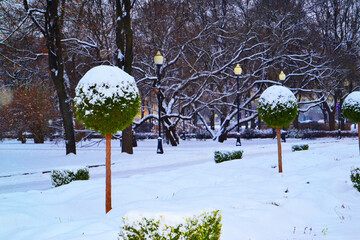 green trees under snow in the park in winter