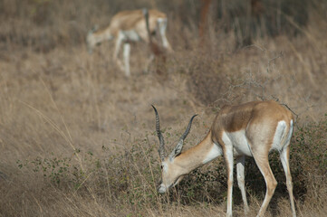 Male blackbuck Antilope cervicapra feeding in Devalia. Gir Sanctuary. Gujarat. India.
