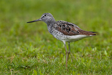 Groenpootruiter, Common Greenshank, Tringa nebularia