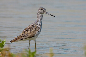 Groenpootruiter, Common Greenshank, Tringa nebularia