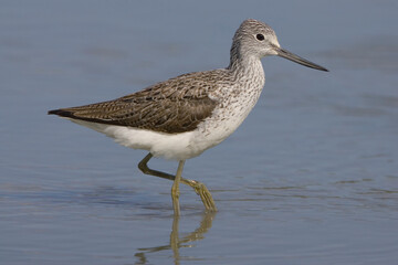 Groenpootruiter, Common Greenshank, Tringa nebularia