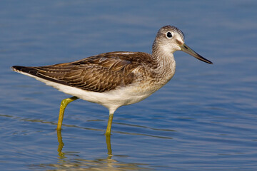 Groenpootruiter, Common Greenshank, Tringa nebularia