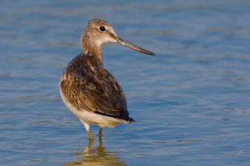 Groenpootruiter, Common Greenshank, Tringa nebularia