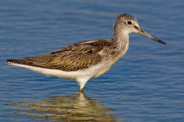 Groenpootruiter, Common Greenshank, Tringa nebularia