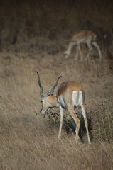 Male blackbuck Antilope cervicapra browsing in Devalia. Gir Sanctuary. Gujarat. India.