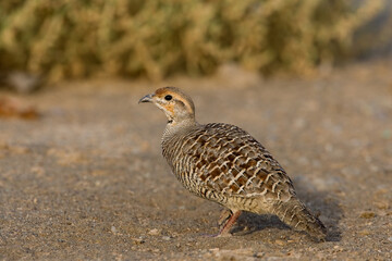Grijze Frankolijn, Grey Francolin, Francolinus pondicerianus