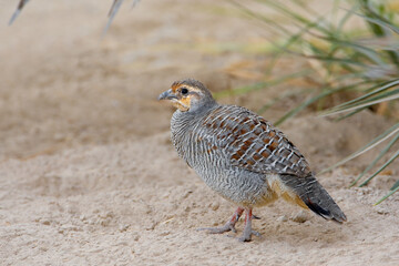 Grijze Frankolijn, Grey Francolin, Francolinus pondicerianus