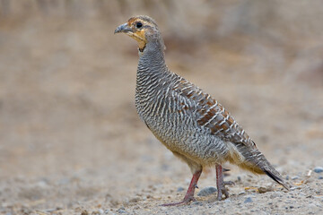 Grijze Frankolijn, Grey Francolin, Francolinus pondicerianus