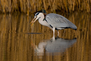 Blauwe Reiger, Grey Heron, Ardea cinerea