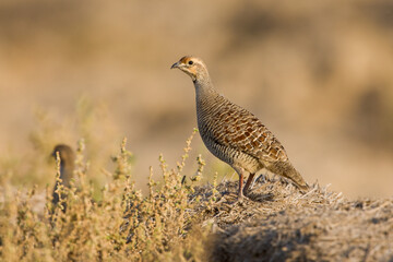 Grijze Frankolijn, Grey Francolin, Francolinus pondicerianus