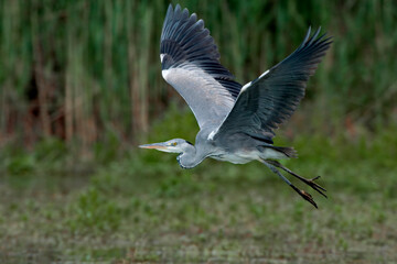 Blauwe Reiger, Grey Heron, Ardea cinerea