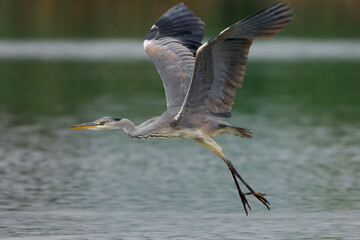 Obraz premium Blauwe Reiger, Grey Heron, Ardea cinerea