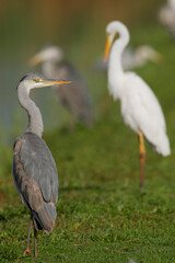 Blauwe Reiger, Grey Heron, Ardea cinerea