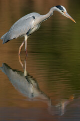 Blauwe Reiger, Grey Heron, Ardea cinerea